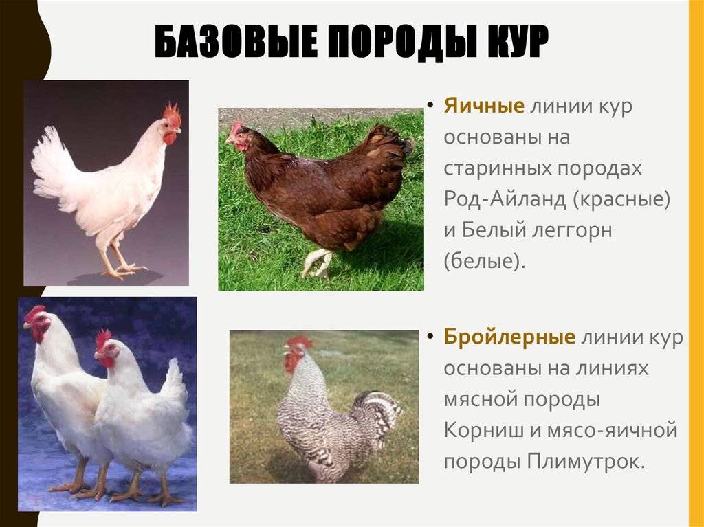 Куры породы супер ник: от происхождения до кормления и условий содержания