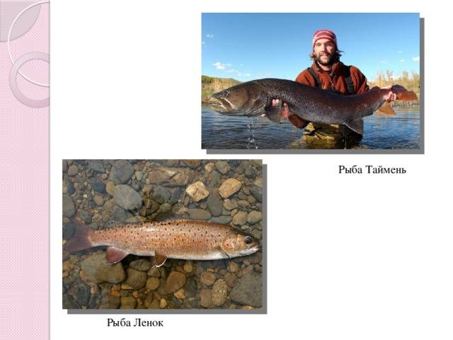 Ленок рыба: описание, места обитания, нерест, снасти, техника ловли