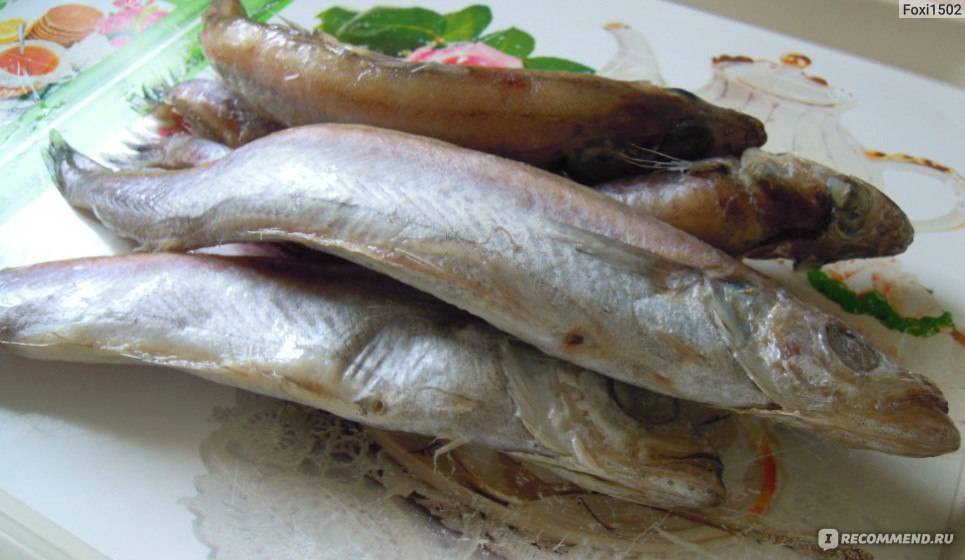 Рыба путассу: польза и вред океанской рыбки. какими полезными свойствами обладает и может ли быть вред от путассу