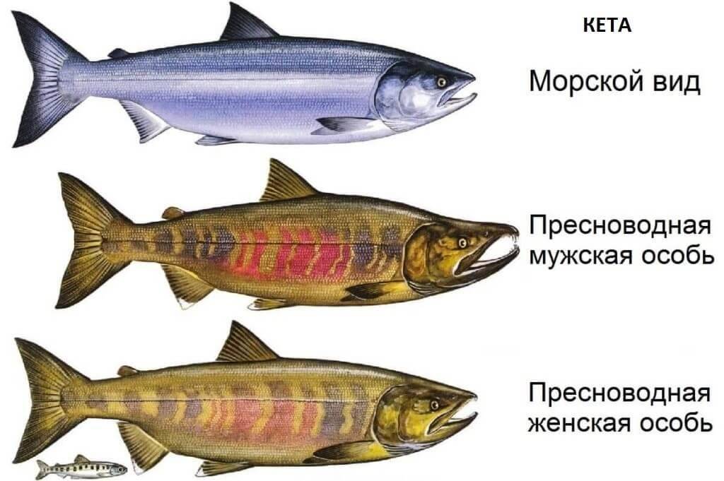 Красная рыба кета: как выглядит, где водится, как выбрать вкусную