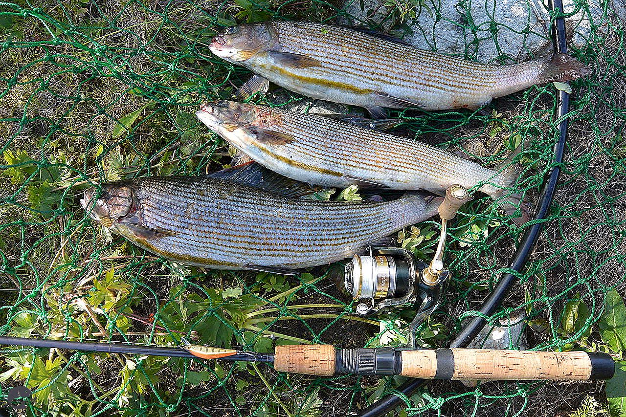 Особенности рыбалки на хариуса осенью и выбор приманок