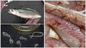 Описторхоз в рыбе: можно ли заразиться описторхозом в щуке, пеляди и речной рыбе