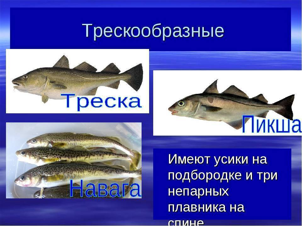 Морская рыба: все виды полным списком с названиями и фото | радуга