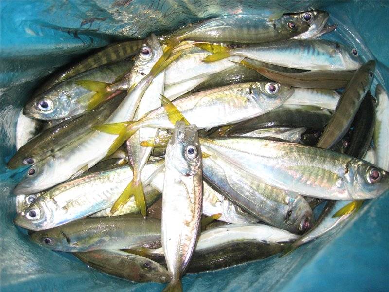Морская рыбалка с лодки