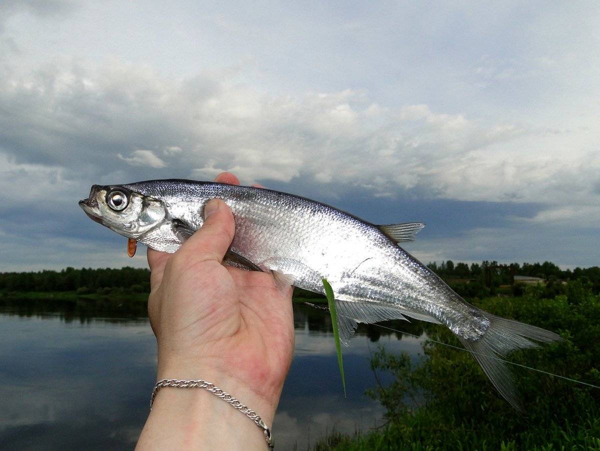 Чехонь