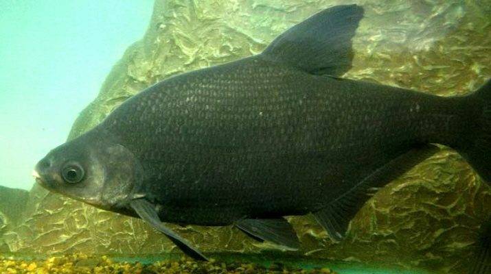 Рыбные ресурсы амура: разнообразие видов и их защита
