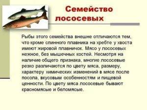 Что за рыба кефаль? кефаль: что это за рыба, где она водится и как ее готовить