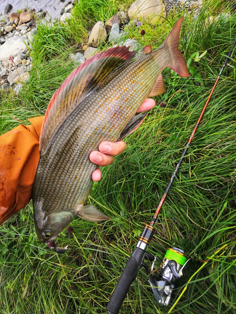 Хариус — fishingwiki