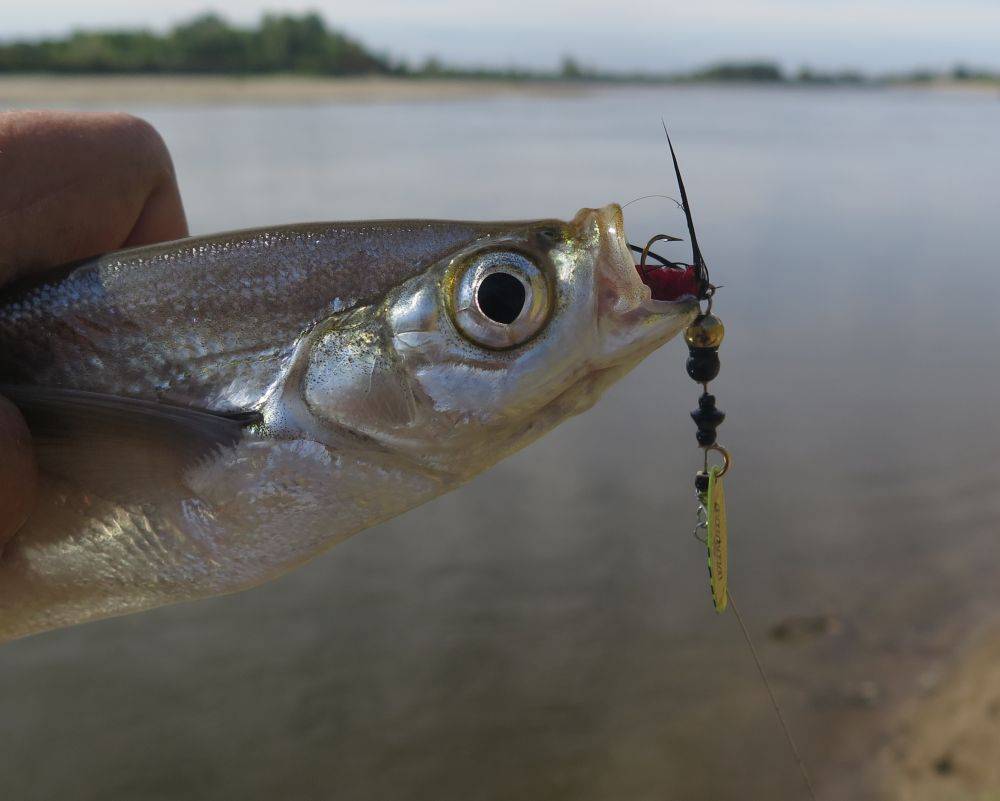 Ловля рыбы чехони на фидер поплавочную удочку снасти на чехонь фото и видео