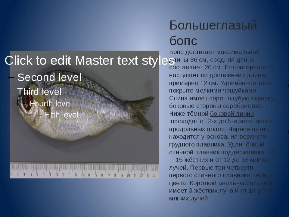 Рыба «Бопс» фото и описание