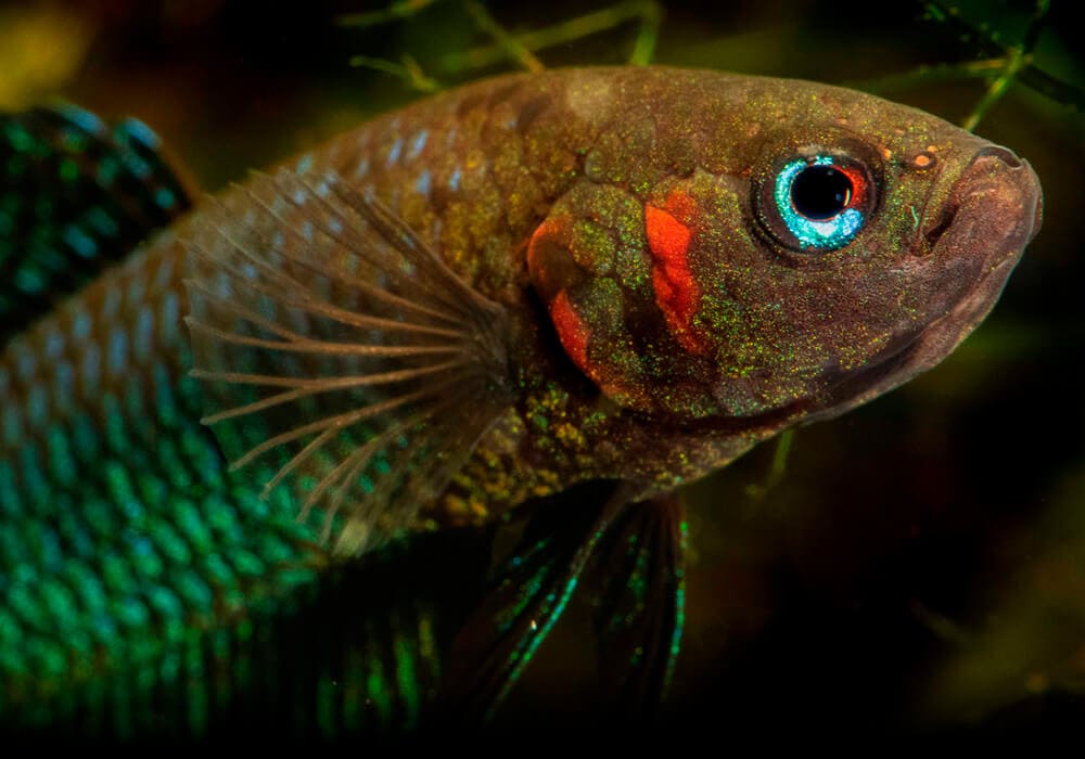Лабиринтовые рыбки для аквариума: 12 видов с фото, содержание