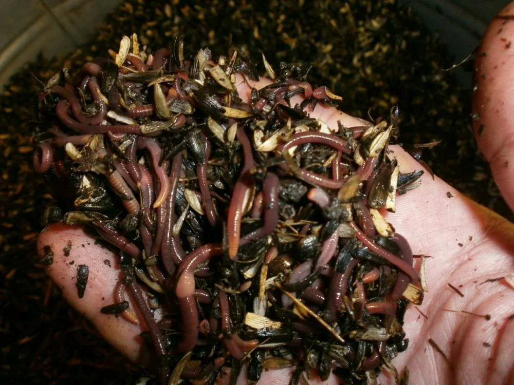 Как разводить червей в домашних условиях для рыбалки - навозные, дождевые, мучные