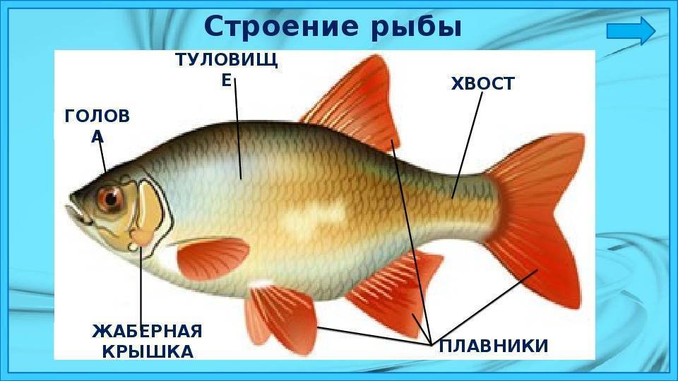 Картинка строение рыбки для детей