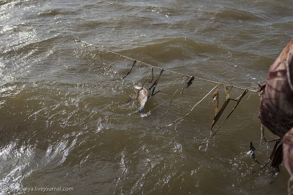 Браконьерские снасти для ловли рыбы своими руками - про рыбалку