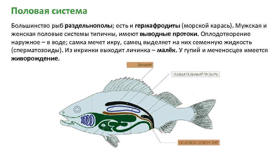 Какие системы органов у рыб. Репродуктивная система рыб. Особенности строения половой системы рыб. Внутреннее строение рыб половая система. Надкласс рыбы половая система.