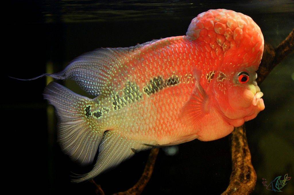 Фловер хорн: содержание, кормление и совместимость рыбки в аквариуме