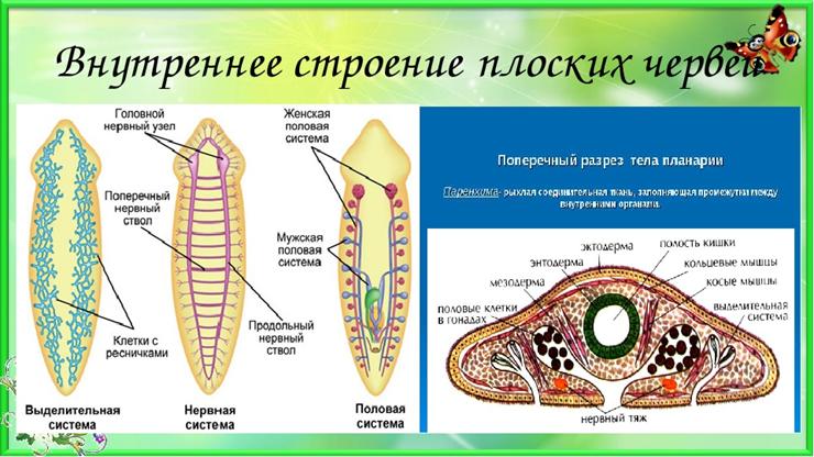 Белая планария (planariidae): строение, симптомы, образ жизни