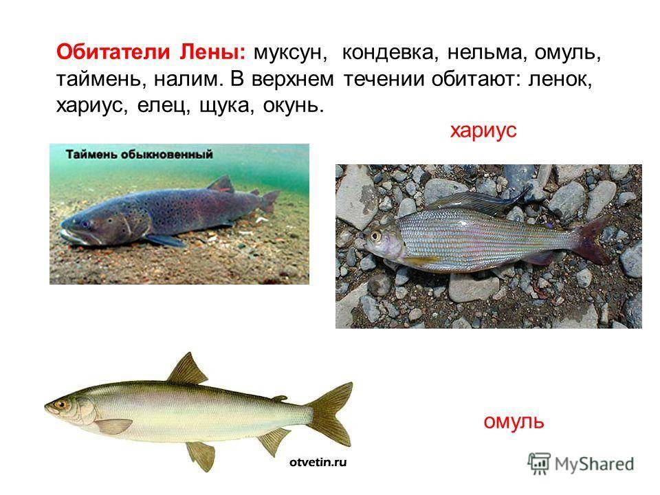 Рыба таймень – описание, особенности обитания и питания, способы ловли