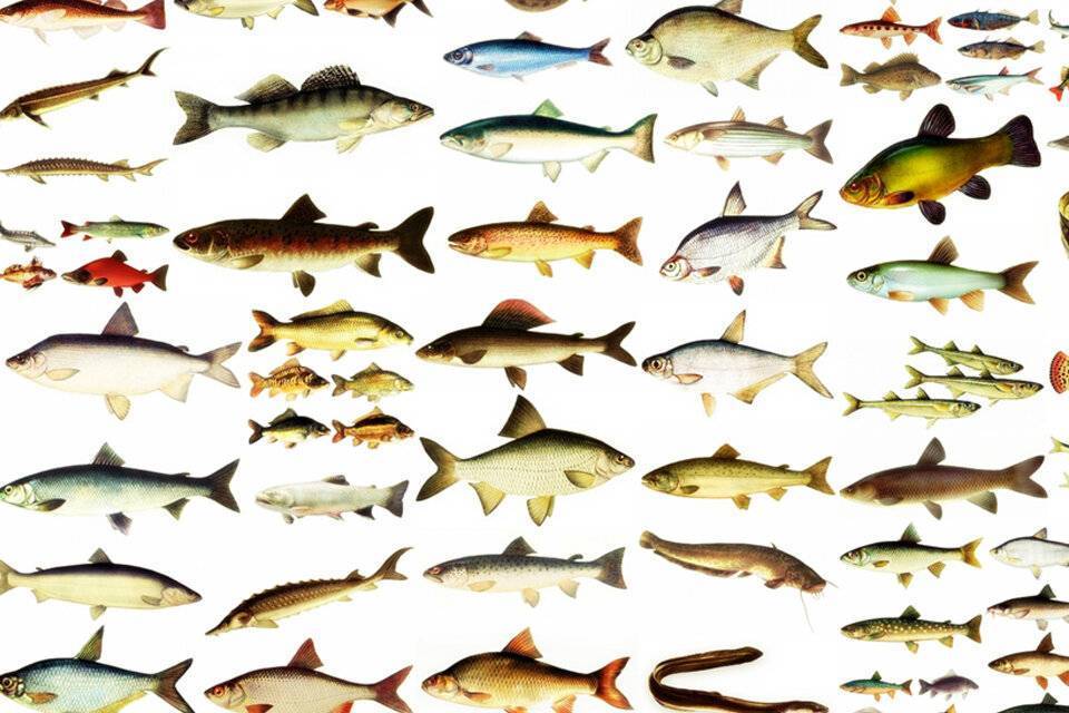 Речная рыба: хищные и мирные рыбы, названия и фото речных рыб