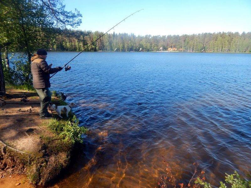 Рыбалка в ленинградской области — водоемы, рыбы, снасти, особенности