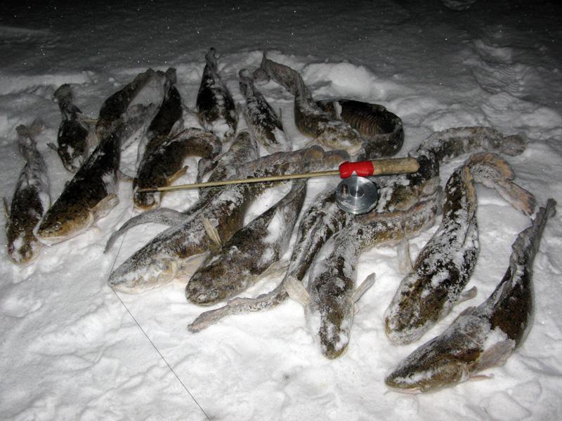 Ловля налима в декабре: где ловить, техника ловли, отзывы