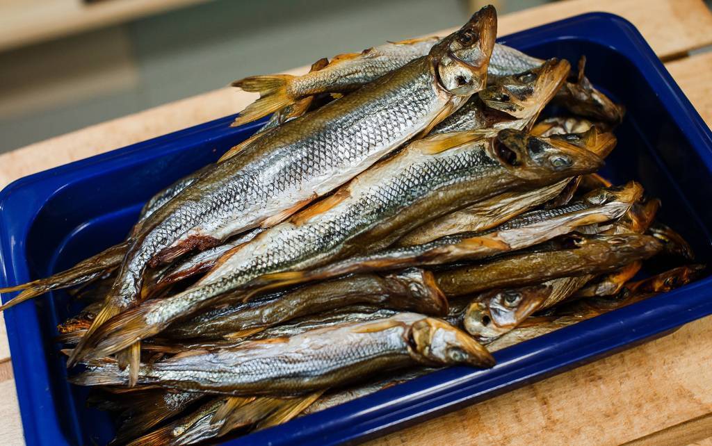 Рыба снеток — фото, особенности поведения и питания, как правильно ловить