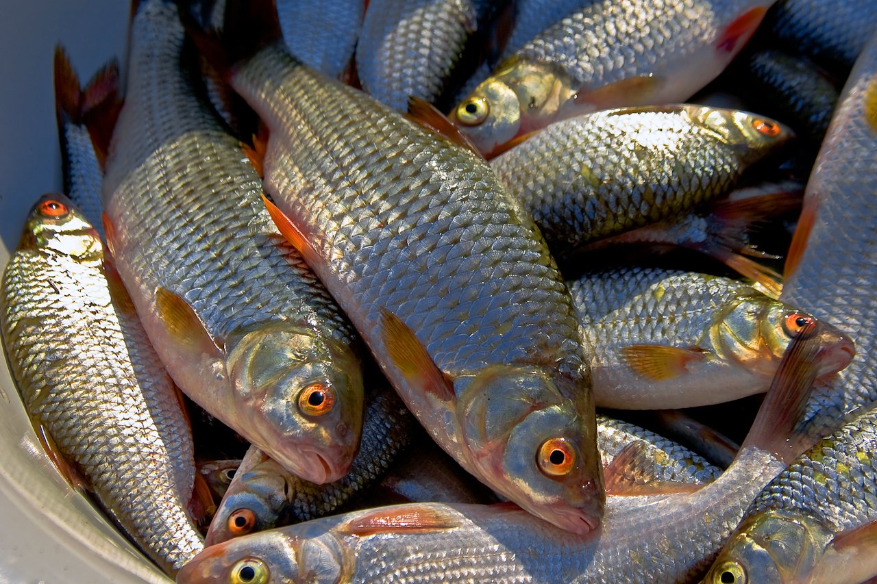 Чебак рыба или сибирская плотва: что за рыба, описание, как ловить