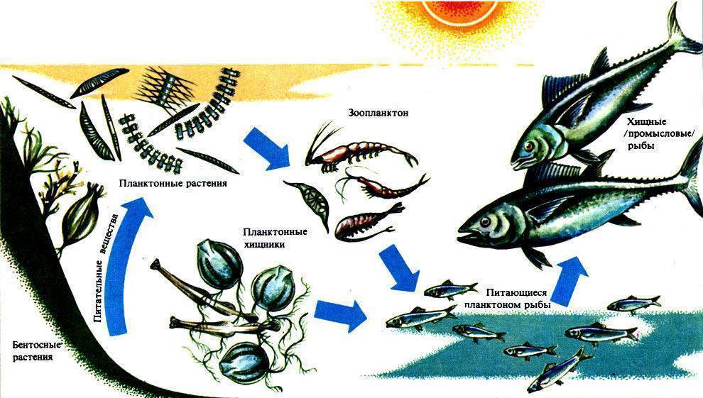 Рыба осетр: разновидности, обитание и выращивание