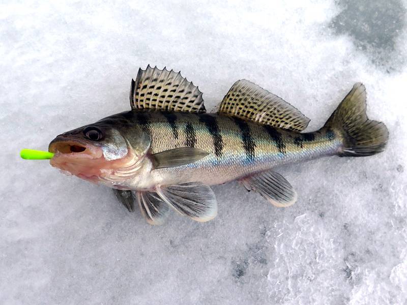 Ловля судака зимой на блесну - снасти, особенности и тактика ловли - на рыбалке!