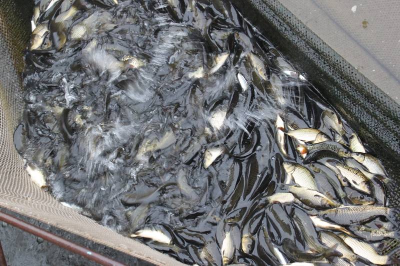 Разведение рыбы в искусственных водоемах как бизнес: советы начинающим - fin-az.ru