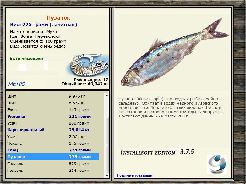 Рыба «Пузанок» фото и описание