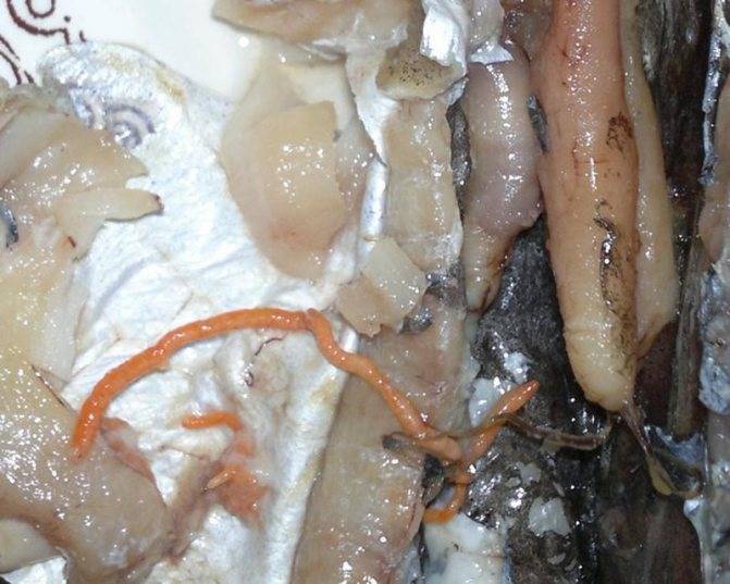 Глисты в рыбе: есть ли, как выглядят (фото), можно ли есть рыбу с глистами - о здоровье