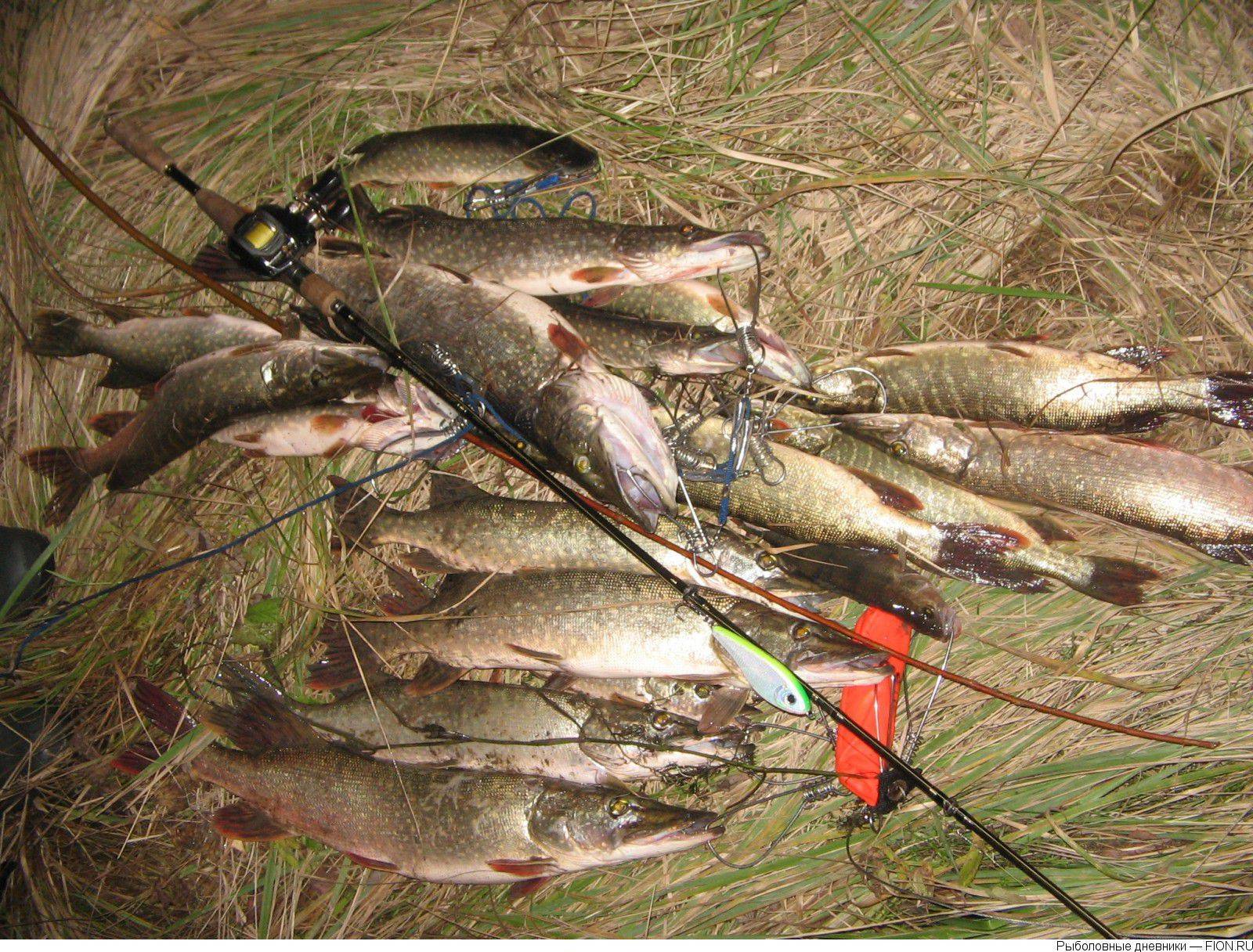 Особенности ловли рыбы на озернинском водохранилище