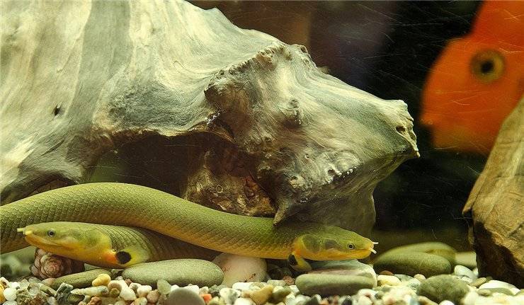 Каламоихт калабарский - аквариумная змея: содержание, совместимость, фото-видео обзор