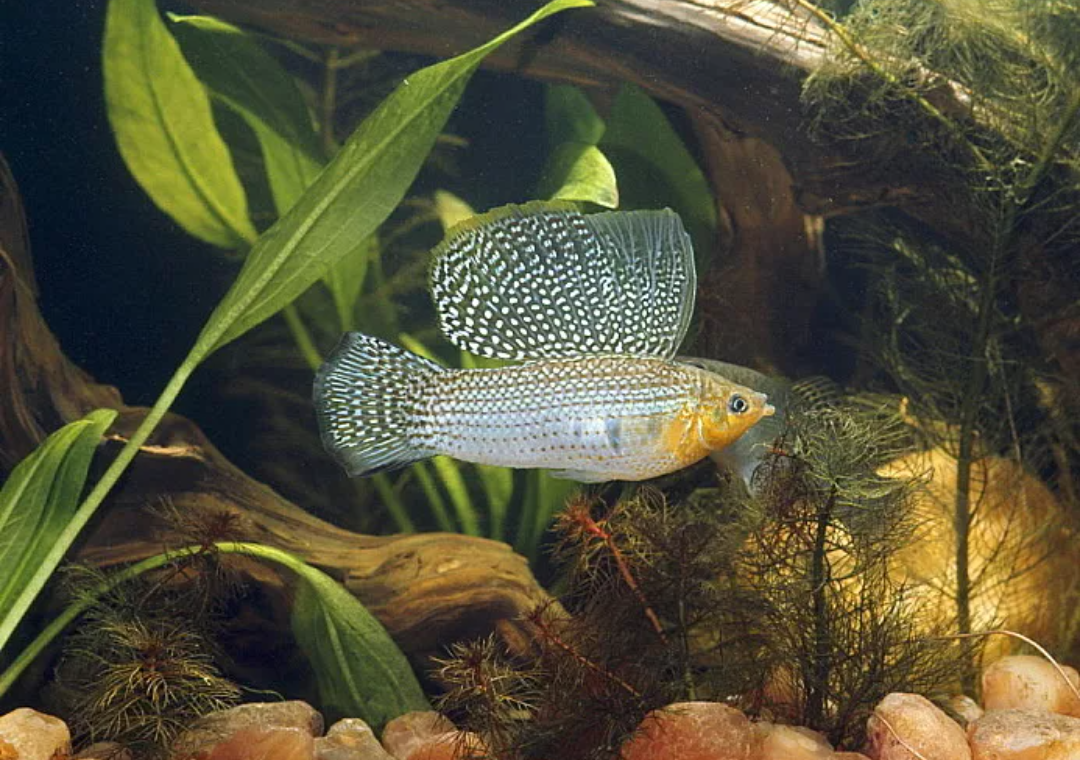 Моллинезия черная – популярная рыбка с короткими плавниками