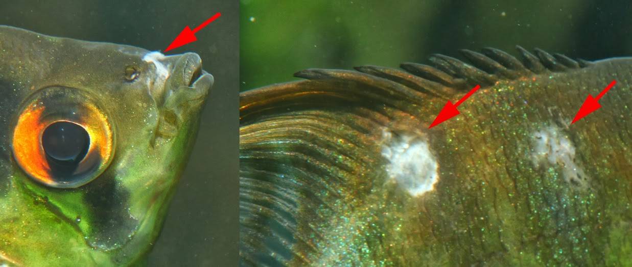 Как лечить маленькие белые точки (ихтиофтиридиоз/манка) на аквариумных рыбках