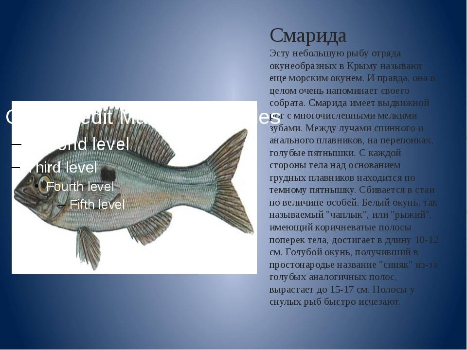 Крупные рыбы черного моря названия
