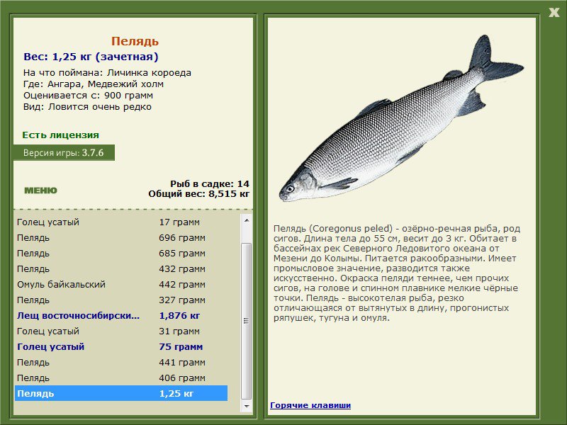 Firstfisher.ru – интернет-журнал о рыбалке и рыболовах. пелядь: что это за рыба?