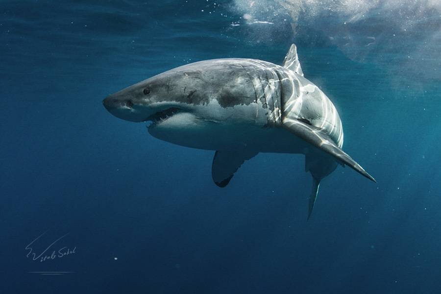 Шелковая акула: описание, где водится, чем питается, враги
