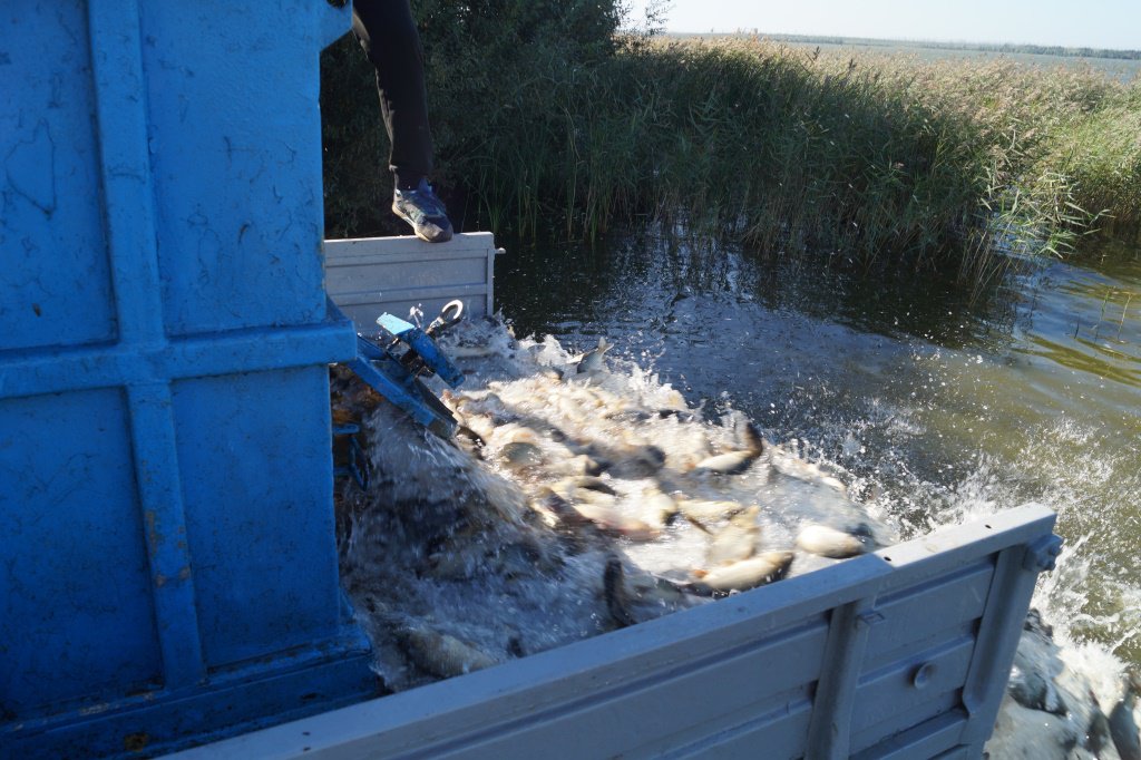 Когда и какую рыбу нельзя ловить в беларуси в 2022 году?