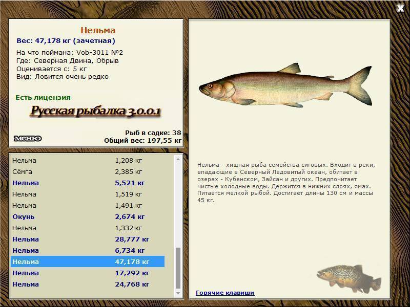 Рыба нельма: описание, фото, ловля