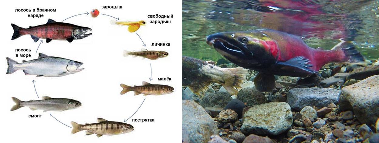 Морская форель: описание, полезные свойства и приготовление, разведение и рыбалка