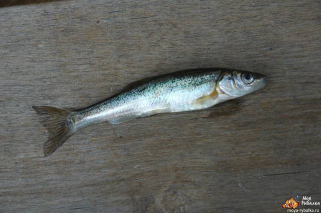 Гольян: где обитает и чем питается, распространённые методы ловли речной рыбки