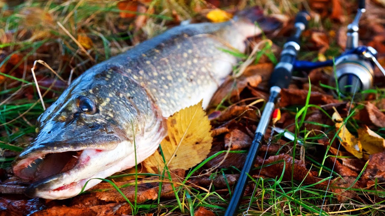 Осенняя рыбалка - все о рыбалке осенью: особенности, снасти, снаряжения, секреты и видео - fishingwiki