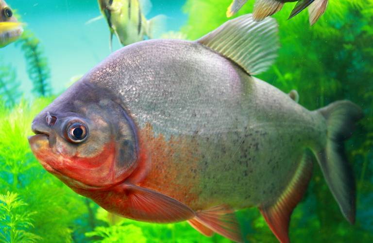 Барбус суматранский красный: содержание светящейся рыбки, фото гло, а также особенности размножения и описание возможных болезней