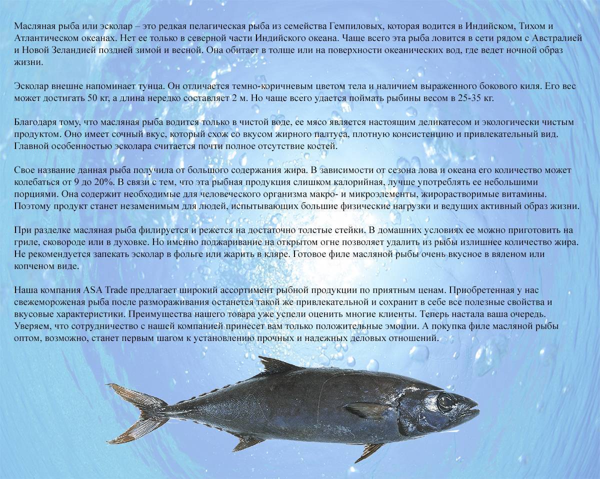 Простипома: рыба необычная — описание, особенности, приготовление