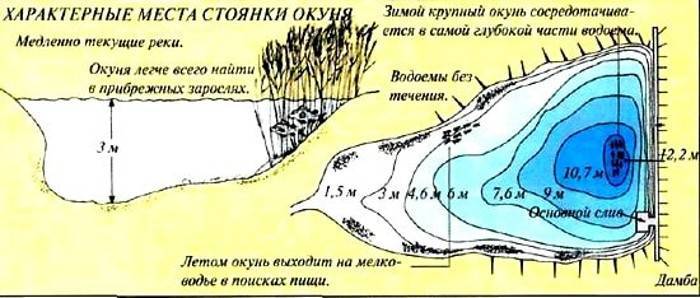 Когда, где, в какую погоду и на что лучше клюет щука? - суперулов - интернет-портал о рыбалке