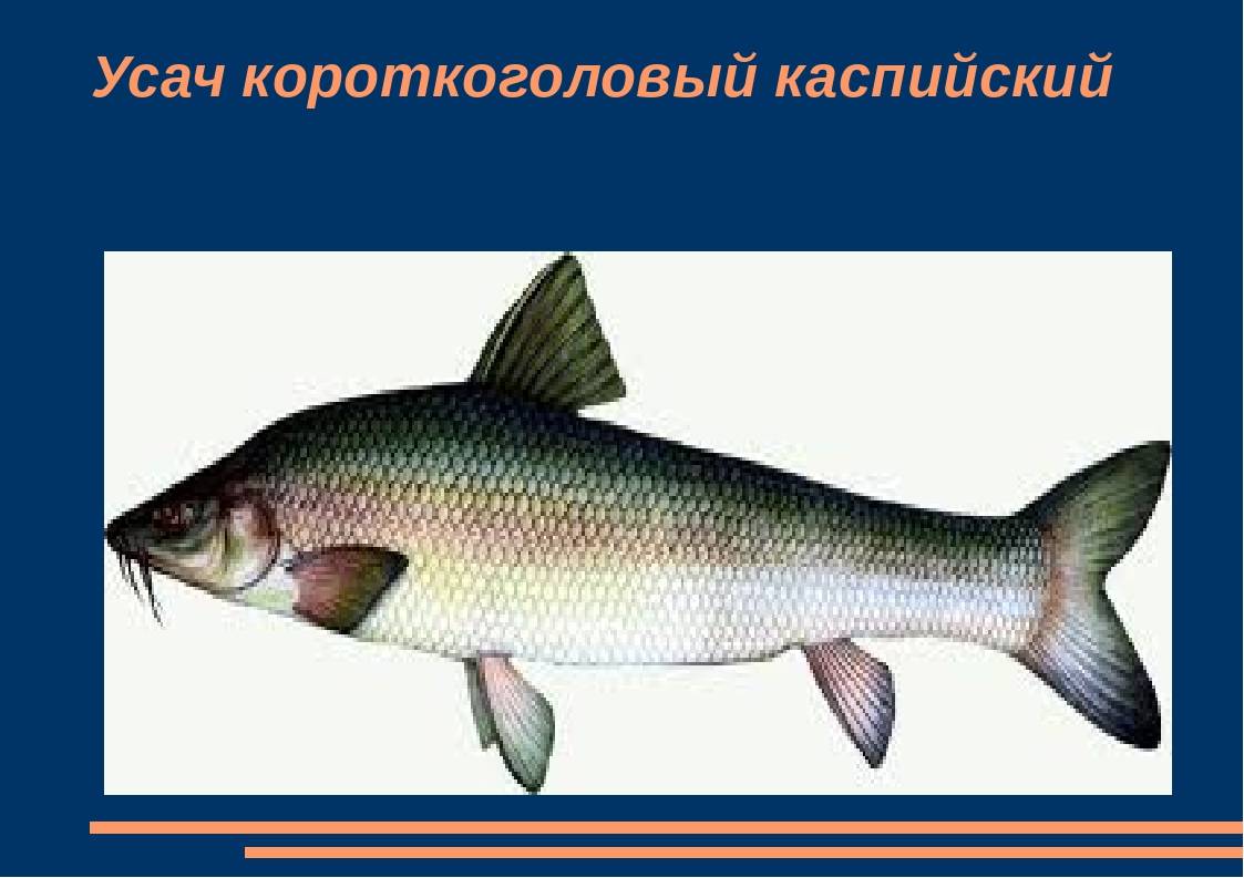 Усач: описание, виды, места обитания, наживки и приготовление рыбы