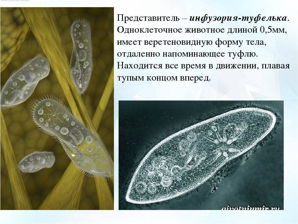 Как передвигается инфузория туфелька: среда обитания, питание - yachist.ru | medded.ru