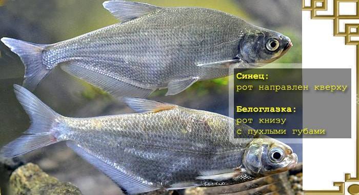 Шамайка